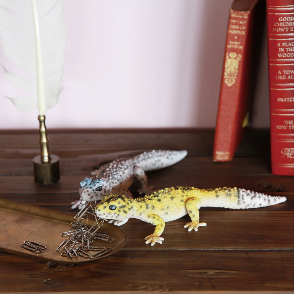 REPTILES MAG】 LEOPARD GECKO | magnet Inc.